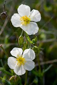 Attēlu rezultāti vaicājumam “Helianthemum nummularium fruit”