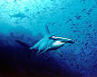 220px-Hammerhead_shark,_Cocos_ ...