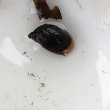 Attēlu rezultāti vaicājumam “Lymnaeidae”