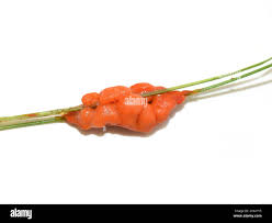 Attēlu rezultāti vaicājumam “Lignydium muscorum plasmodium”