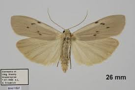 Attēlu rezultāti vaicājumam “Pelosia muscerda”