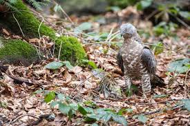 Attēlu rezultāti vaicājumam “Pernis apivorus adult”