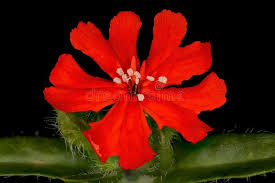 Attēlu rezultāti vaicājumam “Silene chalcedonica fruit”