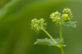 Image result for Alchemilla vulgaris