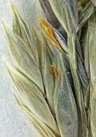 Attēlu rezultāti vaicājumam “Festuca pratensis”