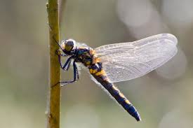 Attēlu rezultāti vaicājumam “Leucorrhinia rubicunda”