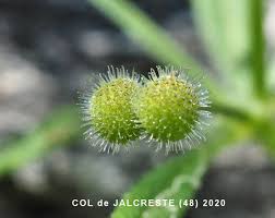 Attēlu rezultāti vaicājumam “Galium aparine fruit”