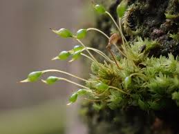 Attēlu rezultāti vaicājumam “Zygodon rupestris”