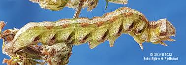 Attēlu rezultāti vaicājumam “Cucullia fraudatrix”