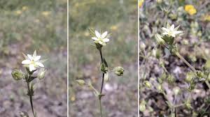 Attēlu rezultāti vaicājumam “Arenaria serpyllifolia flower”