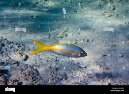 Image result for Ocyurus chrysurus