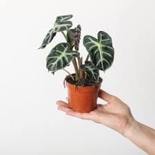 Attēlu rezultāti vaicājumam “Lycogala persicum macro”