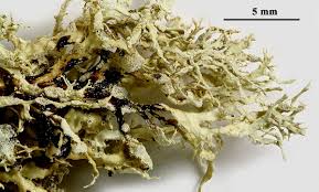 Attēlu rezultāti vaicājumam “Ramalina pollinaria”