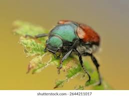 Attēlu rezultāti vaicājumam “Phyllopertha horticola”