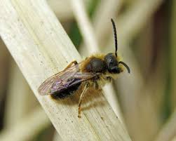 Attēlu rezultāti vaicājumam “Andrena haemorrhoa”