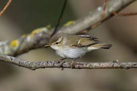 Attēlu rezultāti vaicājumam “Phylloscopus trochiloides adult”