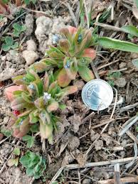 Attēlu rezultāti vaicājumam “Myosotis micrantha”