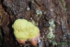 Attēlu rezultāti vaicājumam “Fuligo luteonitens”