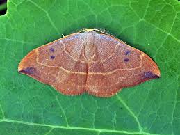 Attēlu rezultāti vaicājumam “Watsonalla binaria”