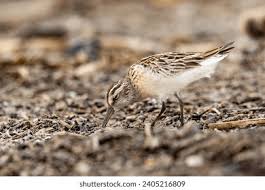 Attēlu rezultāti vaicājumam “Calidris falcinellus adult”