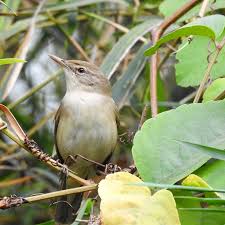 Attēlu rezultāti vaicājumam “Acrocephalus dumetorum”