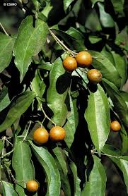 Attēlu rezultāti vaicājumam “Nardus stricta fruit”