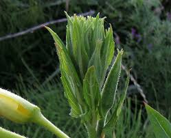 Attēlu rezultāti vaicājumam “Oenothera rubricauli flower”