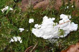 Attēlu rezultāti vaicājumam “Postia rennyi”