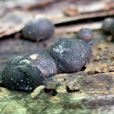 Attēlu rezultāti vaicājumam “Lycogala melleum young”