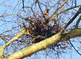 Attēlu rezultāti vaicājumam “Taphrina betulina”