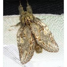 Attēlu rezultāti vaicājumam “Peridea anceps”