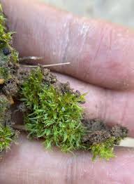 Attēlu rezultāti vaicājumam “Palustriella commutata sporophyte”