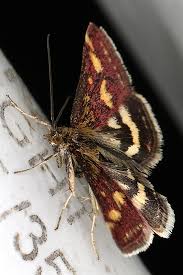 Attēlu rezultāti vaicājumam “Pyrausta purpuralis”