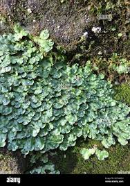 Attēlu rezultāti vaicājumam “Reboulia hemisphaerica”