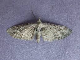 Attēlu rezultāti vaicājumam “Eupithecia exiguata”