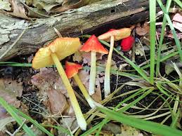 Attēlu rezultāti vaicājumam “Hygrocybe acutoconica”