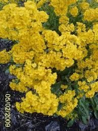 Image result for Alyssum saxatile