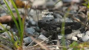Attēlu rezultāti vaicājumam “Psophus stridulus”