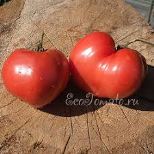 Afbeeldingsresultaat voor butter and bull heart tomato