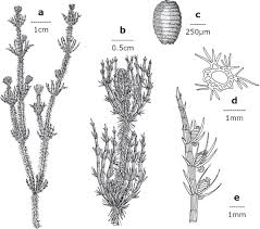 Attēlu rezultāti vaicājumam “Chara intermedia”