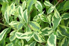Attēlu rezultāti vaicājumam “Lonicera caerulea var. pallasii leaf”