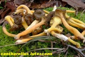 Attēlu rezultāti vaicājumam “Cantharellus lutescens”