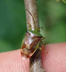 Attēlu rezultāti vaicājumam “Elasmostethus interstinctus imago”