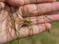 Attēlu rezultāti vaicājumam “Stuckenia filiformis”