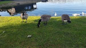 Image result for Pine Lake Watersports - Lancashire