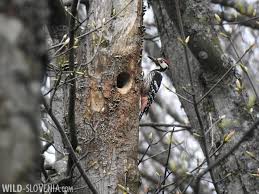 Attēlu rezultāti vaicājumam “Dendrocopos leucotos female”