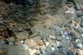 Image result for Platycephalus speculator