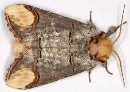 Attēlu rezultāti vaicājumam “Phalera bucephala”