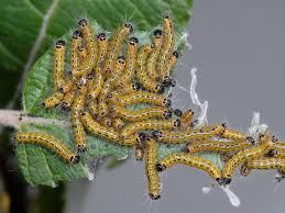 Attēlu rezultāti vaicājumam “Phalera bucephala”