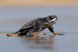 Image result for Dermochelys coriacea